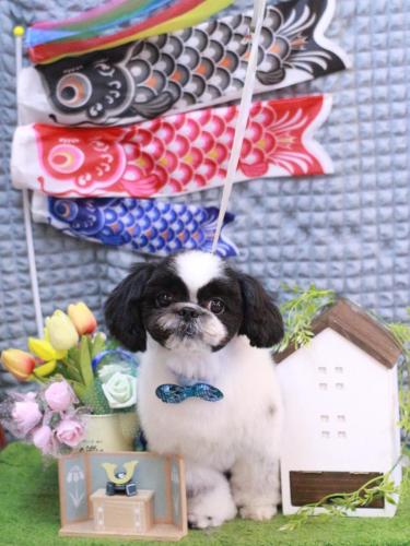 20230509たいがくん